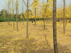 -汉景帝阳陵博物院