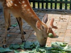 -清风小镇闯关东影视基地