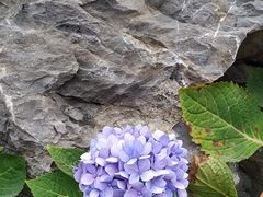 -东莞植物园