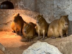 -Zoolung Zoolung动物主题公园(海信广场店)