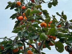 -小陆莲花蟹园农家乐(莲花岛店)