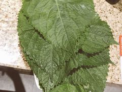 苏子叶-丰茂烤串(卫星广场店)