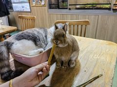 -藦茜花园宠物主题亲子互动体验馆(国顺东路店)