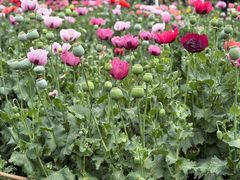 -国家植物园南园