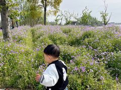 -杭州湾海上花田景区