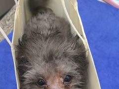 -佑安动物医院·全科·内窥镜中心(幸福巷店)