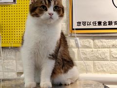 -平行世界·猫咖(首经贸店)
