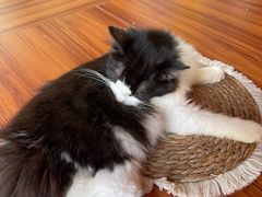 -楼上猫咖(罗湖店)