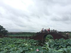 -荷塘月色湿地公园·向阳花洲