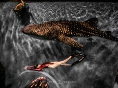 -成都浩海立方海洋公园