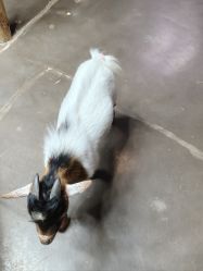 -Zoolung Zoolung动物主题公园(海信广场店)