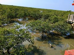 -北海金海湾红树林生态旅游区
