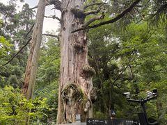-天目山大树王景区