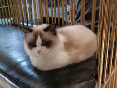 -喵喵咪呀布偶猫咖(春熙路店)