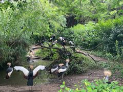 -广州长隆飞鸟乐园