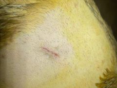 -宠颐生猫科·内科皮肤科(西平世纪城店)