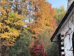 -上海共青森林公园