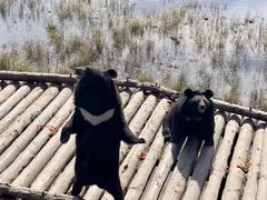 -黑瞎子岛探秘野熊园