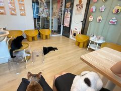 -有喵·猫咖·狗咖·30几只猫10只小狗(岗厦店)