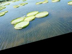 -荷塘月色湿地公园·向阳花洲