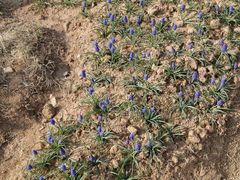 -瑶湖郊野森林公园