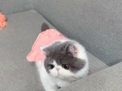 -欣宠猫屋·矮脚拿破仑·蓝金金渐层