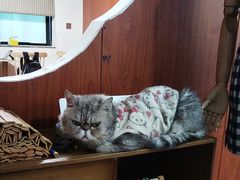-楼上猫咖(罗湖店)