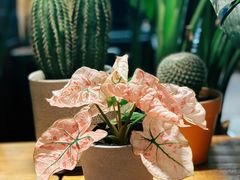 -谷咖啡·鲜花绿植花园餐厅