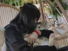 -Husky Go! 哈士奇体验馆·宠物咖啡厅狗咖