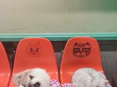 -猫咪博物馆(顶澳仔猫街店)