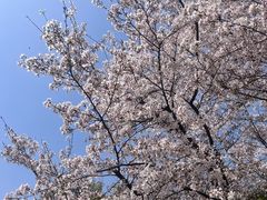 -径山花海