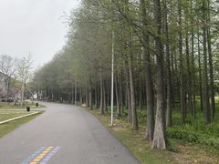 -上海长兴岛郊野公园
