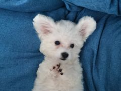 -翊宠yipet猫狗购宠庄园犬舍•猫舍