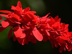 -新加坡植物园