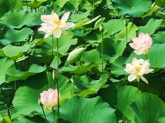 -莲花池公园