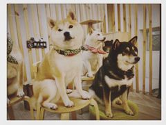 -柴迷FANS CLUB·柴犬狗咖·猫咖
