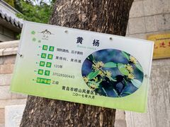 -青岛崂山太清宫
