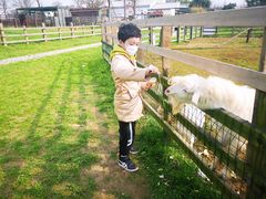 -田园东方蜜桃村的田野营地