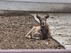 -青藏高原野生动物园