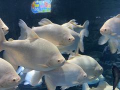 -多彩贵州城极地海洋世界