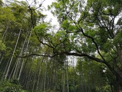-杭州黄龙洞