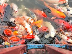 -南湖梦幻岛