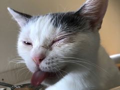 -Heymao猫咖.咖啡厅(东门店)