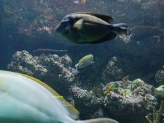 -西雅图水族馆