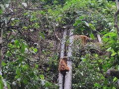 -西双版纳原始森林公园