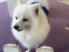 -怪兽屋·羊驼·猫咖·狗咖(俊华广场店)