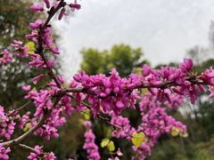 -上海滨江森林公园