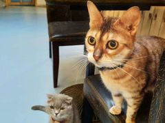 -猫色咖啡·猫咖