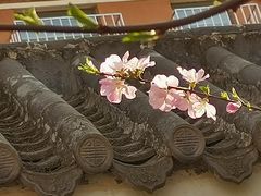 -桃花堤公园