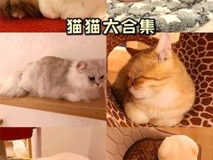 -猫腻·猫咖·撸猫馆(星光大道店)